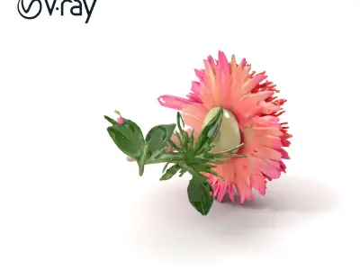 Aster Flower Spectrum Realistic 3D Model Pack Low-poly 3D model