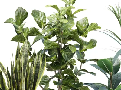 Realistic Indoor Plant Models Collection Vol 347 3D model