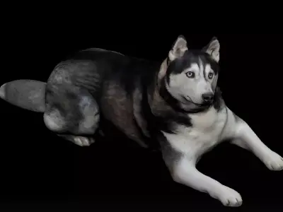 Husky dog lies - model 2 Low-poly 3d scan animal 3D model