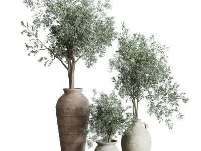Olive tree in an old earthenware vase indoor collection 278 3D model
