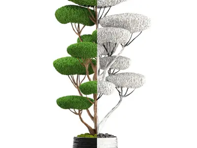 bonsai tree 3D model