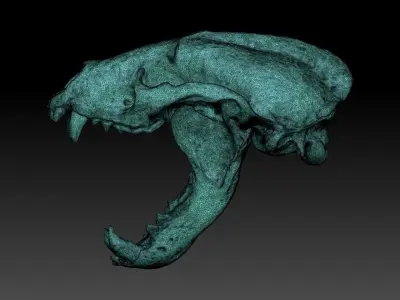 Badger Skull with open jaw 3D model