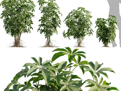 Schefflera arboricola 01 3D model