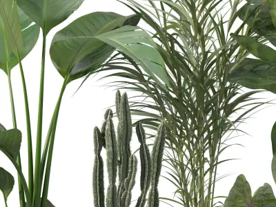 Plants collection 201 - strelitzia cactus palm ficus alocasia 3D model
