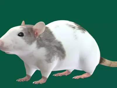 White Rat Low-poly 3D model