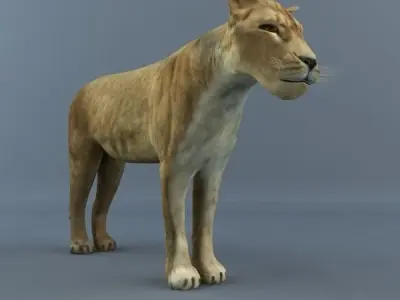 Lioness lion 3D model
