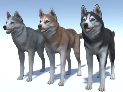 Dog - Husky Low-poly 3D model