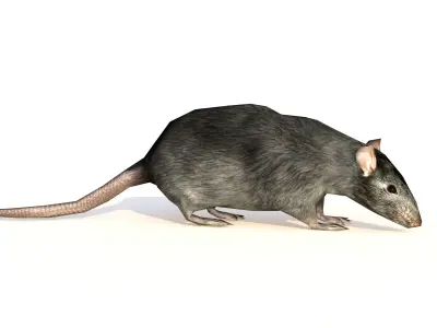 Low-Poly Rat Rigged-Animated Mouse 3D Model Low-poly 3D model