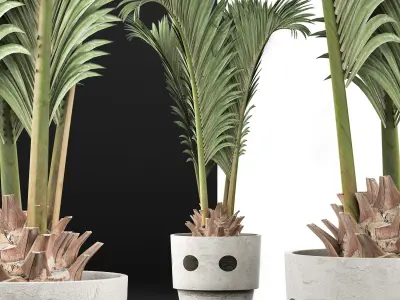 Plants Collection 130 Palm for pool 3D model