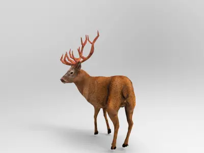 Red Deer Rigged Low-poly 3D model