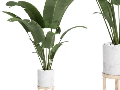 Indoor plant 28 in concrete pot Low-poly 3D model