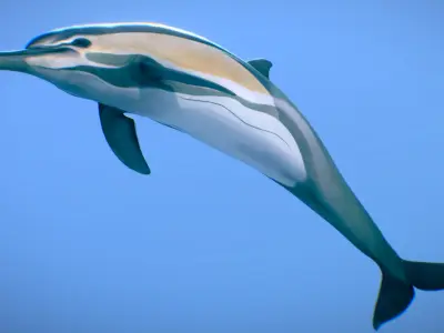 Short-beaked Common Dolphin 3D model