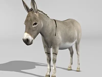 Donkey 3D model