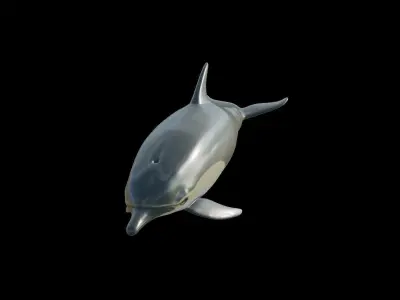 dolphin long-beaked 3D model