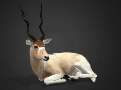 Addax Antelope Realistic 3D model