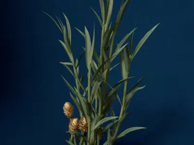 XfrogPlants Ginger 3D model