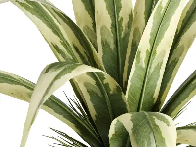 plant 6-2 3D model