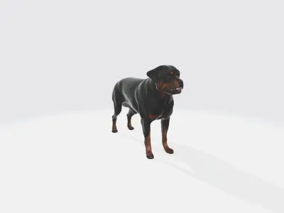 Strong Rottweiler Dog Animal Portrait  3d model 3D model