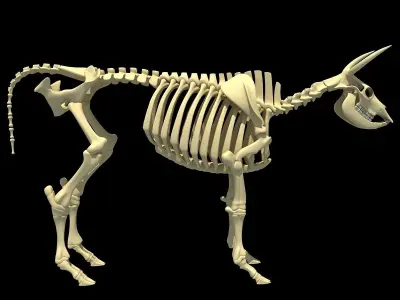Cow Bone Skeletal 3D model