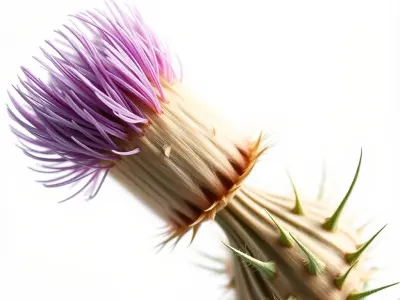 Thistle Flower Delicate Petal Model Pack Low-poly 3D model