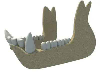 Gorilla Animal jaw  3D model