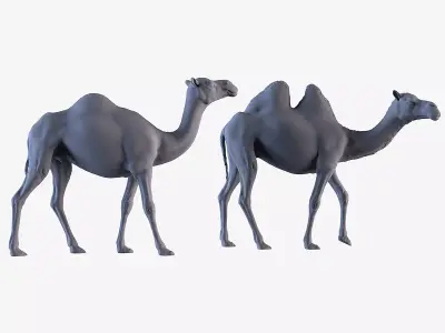 Camels  3D print model
