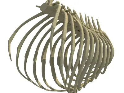 Highly Detailed Lion Rib Cage 3D model