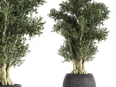 Decorative tree in a black flowerpots 806 3D model