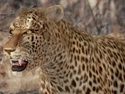 Pack - Wild Felines Animated 3D model