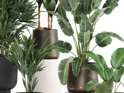 Houseplants in a rust flowerpot for the interior 981 3D model