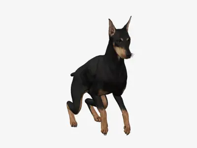 Dog Doberman Low-poly 3D model