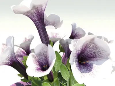 Petunia-summer flower 3D model