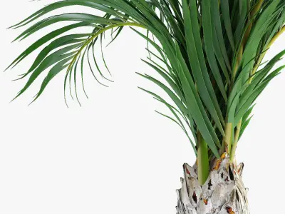 Realistic Palm Garden 3D model
