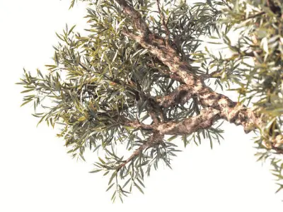 Household olive plant 3D model