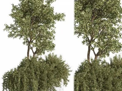 Outdoor Plants tree 06 3D model