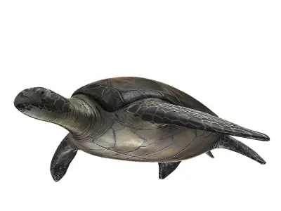 Sea Turtle Low-poly 3D model