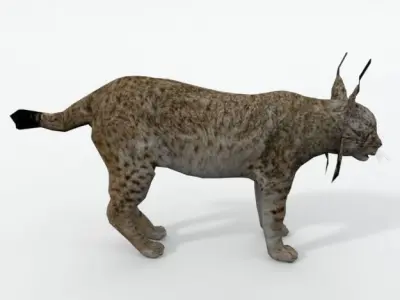 Iberian lynx Low-poly 3D model