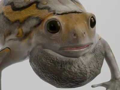 Lowpoly Banded Bullfrog Low-poly 3D model