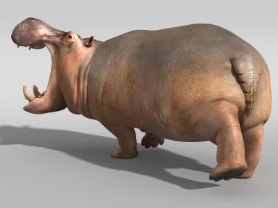 Hippopotamus 3D model