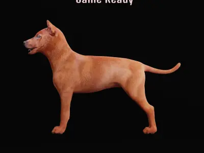 Thai Ridgeback Puppy Dog Breed 3D model