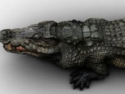 Crocodile 3d model  3D model