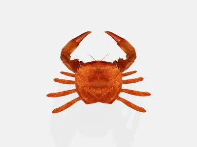 crab 3d 3D model