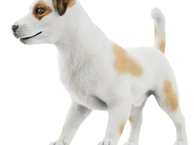 Jack Russell Terrier Dog 3D model