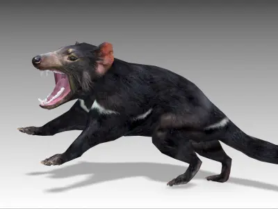 Tasmanian Devil Low-poly 3D model