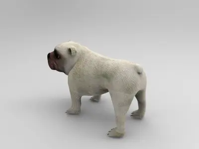 Bull Dog rigged Low-poly 3D model