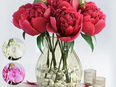 Flowers Peony 3D model