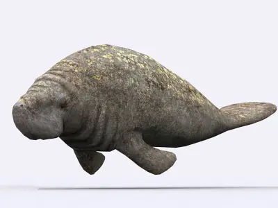 3DRT - Sealife - Manatee Low-poly 3D model