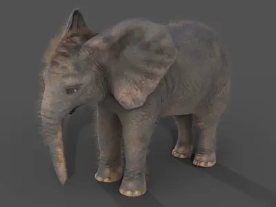 Fur Baby Elephant NO Rigged in Blender Low-poly 3D model