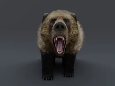 Grizzly Bear 3D model