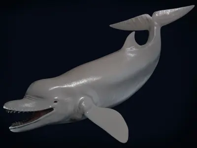 Acrophyseter whale Low-poly 3D model